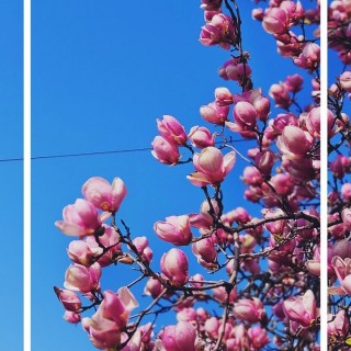 Blooming into the weekend with these beautiful magnolias and clear blue skies. ☀️🌸🌱 I'be been waiting for this for so long - so as Spring is finally here, let's enjoy every moment of this breathing season. 

#springhassprung #springmagnolias #blueskies #naturebeauty #weekendvibes #naturelovers #magnolias #instareel #vivoRomania #vivoX80Pro